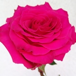 Full Monty Rose d'Equateur Ethiflora